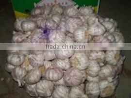 Low Price Buy Chinese Garlic thumbnail-3