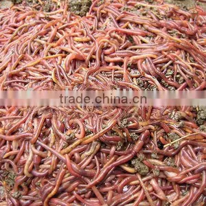 Bloodworm Fish Food thumbnail-1