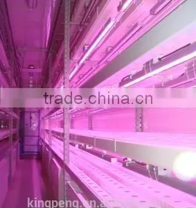 Plant Factory in Container thumbnail-2