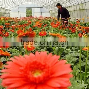 Manufacture Greenhouse Plastic Film for Fruits Vegetables Flowers thumbnail-1