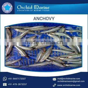 Hygienically Processed Pure and Healthy Frozen Fish Anchovy at Best Cost thumbnail-1