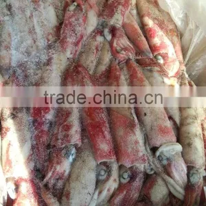 Frozen Loligo Squid Chinensis thumbnail-1