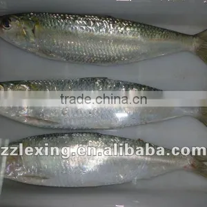 Frozen Sardine for Canned thumbnail-2