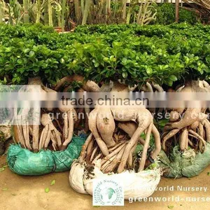 Ficus Microcarpa Big Gingsend thumbnail-1