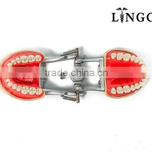 Hot Sell Dental Teeth And Jaw Models thumbnail-3