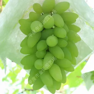 White Chicken Heart Grape Seedlings Grape Vines thumbnail-1