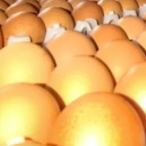 Hatching Egg/Fertilized Egg thumbnail-1