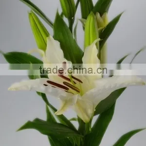 Best Quality Siberia Long Stem White Color Lily thumbnail-5