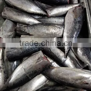 2015 Frozen Bonito HGT 300g+/pc for Canned thumbnail-5