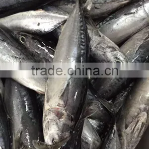 Frozen Auxis Thazard From China Bullet Mackerel thumbnail-3