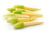 Organic Fresh Baby Sweet Corn thumbnail-1