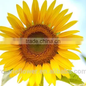 Mother's Day Fresh Cut Yellow Sunflower Flower for Wholesale thumbnail-4
