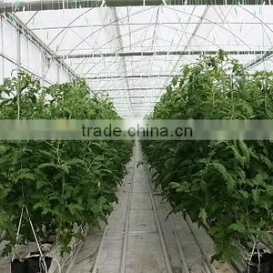 Red Color Fresh Tomato From Turkey thumbnail-3