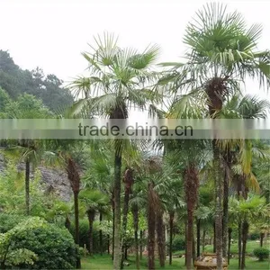 RBD Palm Olein CP10, CP8 thumbnail-2