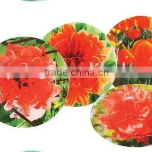 Glass Plate thumbnail-1