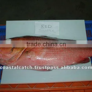 Frozen Red Snapper Fish thumbnail-1
