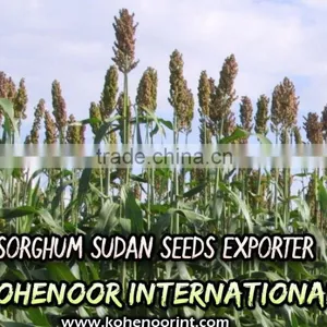 Sorghum Sudan Grass thumbnail-1