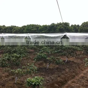 (20 Years Shanghai Factory) Hot Selling , New Arrival, Horticulture HDPE Knotted Mesh Bird Net Black Colour , 29 GSM / 20101-29 thumbnail-4