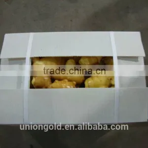Chinese Fresh Ginger thumbnail-3