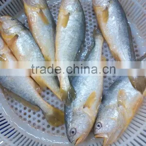 2016 Newly Coming Fresh Frozen Yellow Croaker thumbnail-2