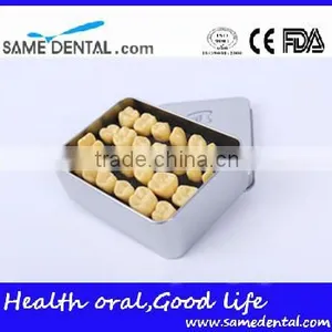 2 Times Tooth Model Dental Eduction School Teaching Dental Model thumbnail-4