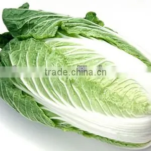 Cabbage thumbnail-1