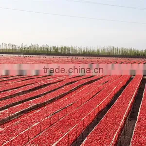Chinese New Crop Dry Tomato Production thumbnail-2