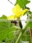 Best Selling Vietnam Pickled Cucumbers in Jar, Gherkins 6-9cm, 1500ml - High-quality & Good Price by HAGIMEX thumbnail-5