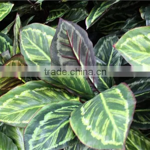 100*100*25cm Home Garden Decorative Indoor Vertical Plastic Artificial Green Plant Walls ZWQ09 2110 thumbnail-1