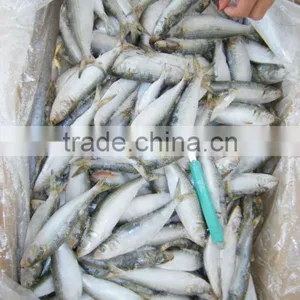 Organic Foods of Sardine thumbnail-1