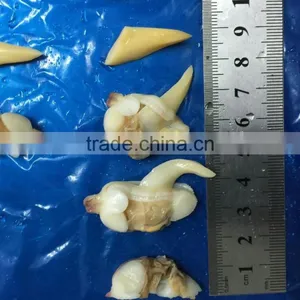 Frozen Yellow Clam Meat thumbnail-5