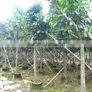 Ficus Altissima Diameter 10cm Potted thumbnail-1