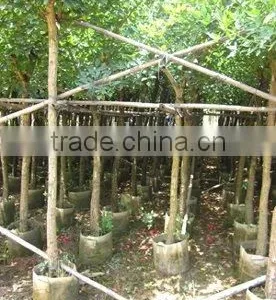 Erythrina Crista Nursery thumbnail-1