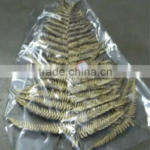 Silver Fern Preserved thumbnail-1