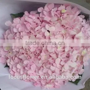 Factory Price Wholesale Real Cut Fresh Hydrangea Flower Bouquet From Yunnan thumbnail-4