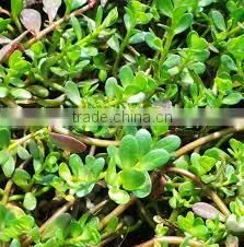 Bacopa Monnieri thumbnail-1