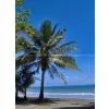 Palm Tree Tower thumbnail-3