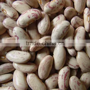 American Sparkle Kidney Bean thumbnail-1