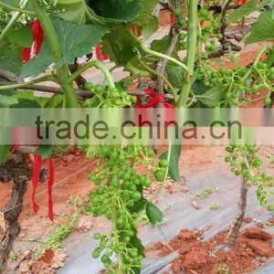 Bulk Grapes thumbnail-1