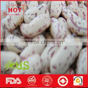 Light Coloured Speckled Kidney Beans With Great Quality thumbnail-5