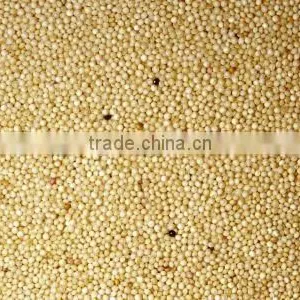 Amaranth Seed thumbnail-1