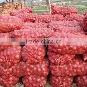 Bulk Fresh Red Onion thumbnail-1