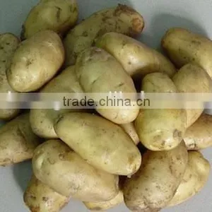 Factory Supplying 2015 New Crop Fresh Holland Potato With Good Quality thumbnail-6