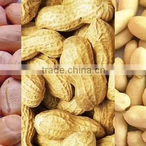 Chinese Peanuts Kernel for Hot Sale and With Free Sample for You thumbnail-6