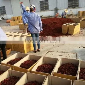 MANUFACTURER OF SPRING STAR ANISE thumbnail-5