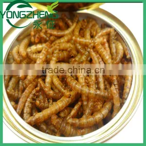 Dried Mealworms for Chicken Feed thumbnail-1