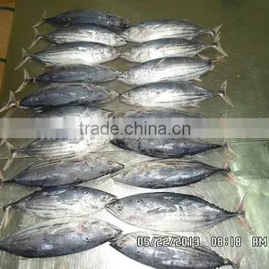 Tuna Skipjack thumbnail-3
