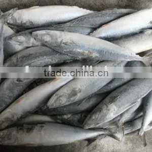 Frozen Pacific Saury in Fish thumbnail-1