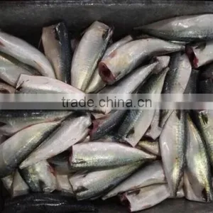 HGT Pacific Mackerel Scomber Japonicus Headless Gutted Tailess thumbnail-1