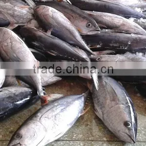 3KG Frozen Yellowfin Tuna thumbnail-2
